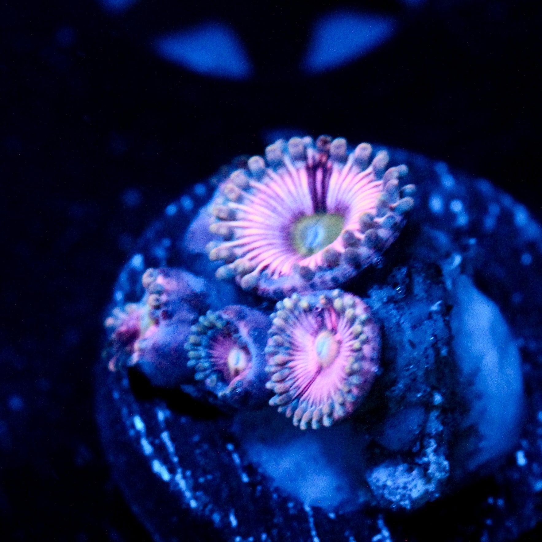 JC Sour Starburst Zoanthid