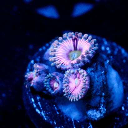 JC Sour Starburst Zoanthid