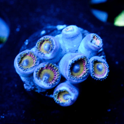 JC Candy Man Zoanthid
