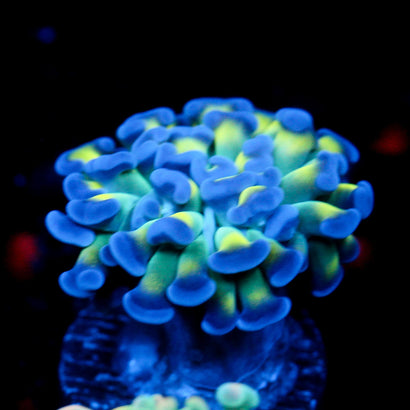 JC Weeping Willow Hammer