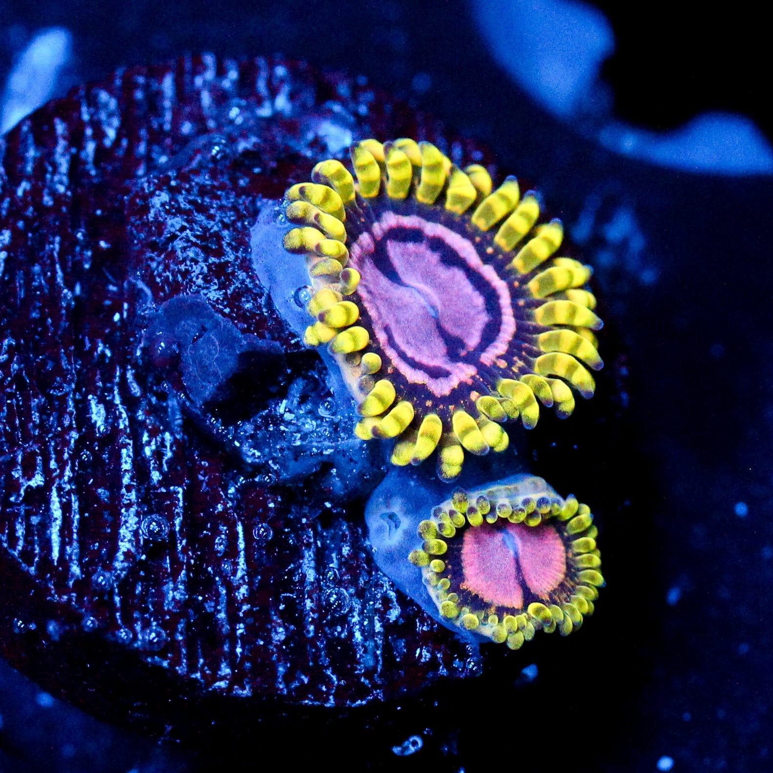 JC Purple Monster Zoanthid