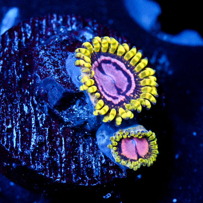JC Purple Monster Zoanthid