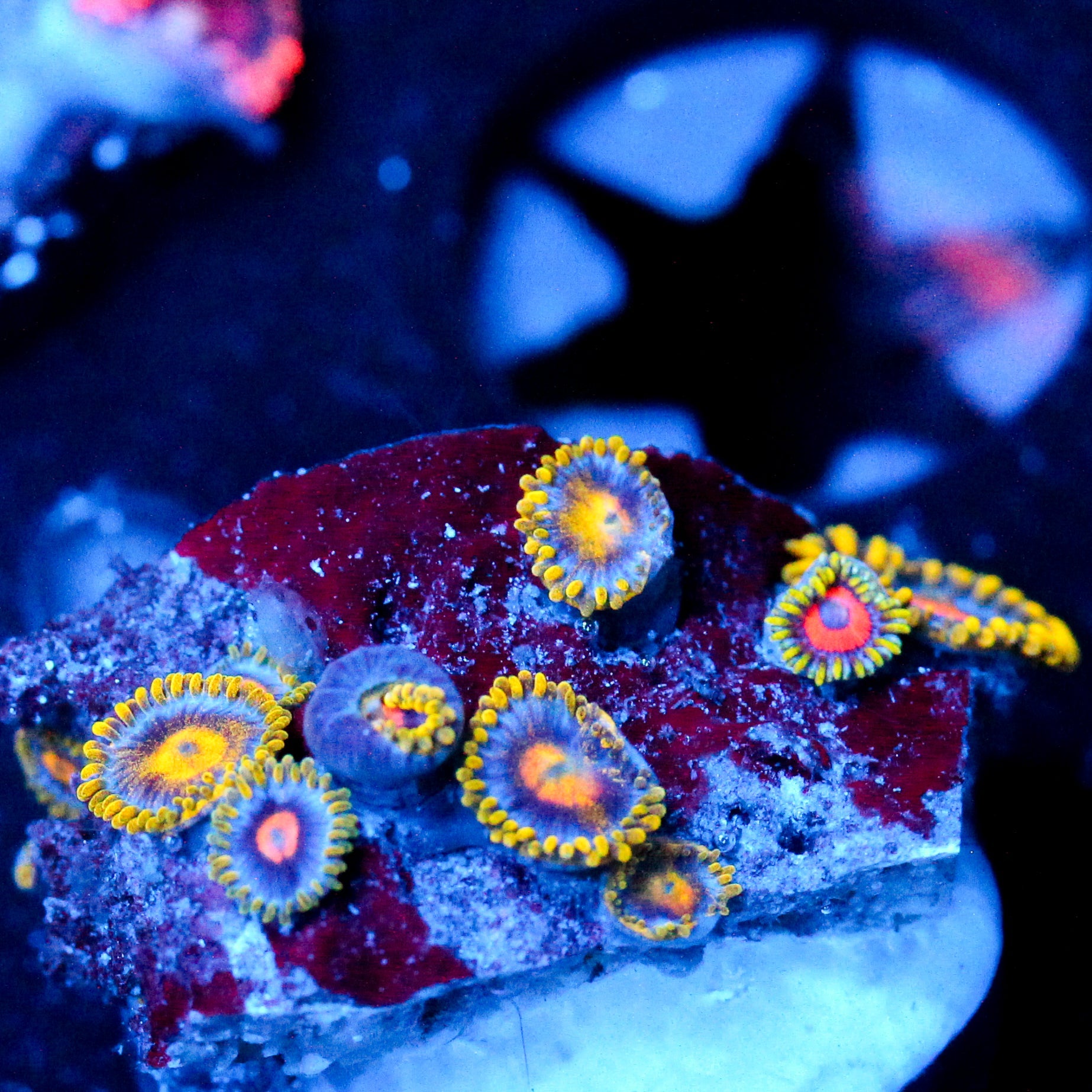 JC Gold Burn Zoanthid