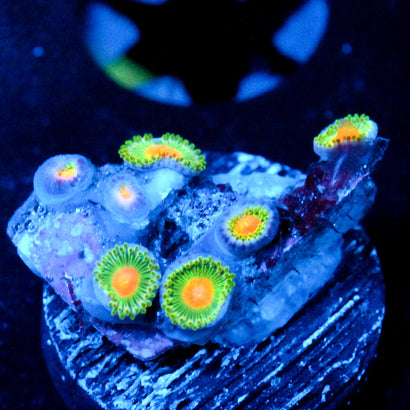 JC Irish Splash Zoanthid