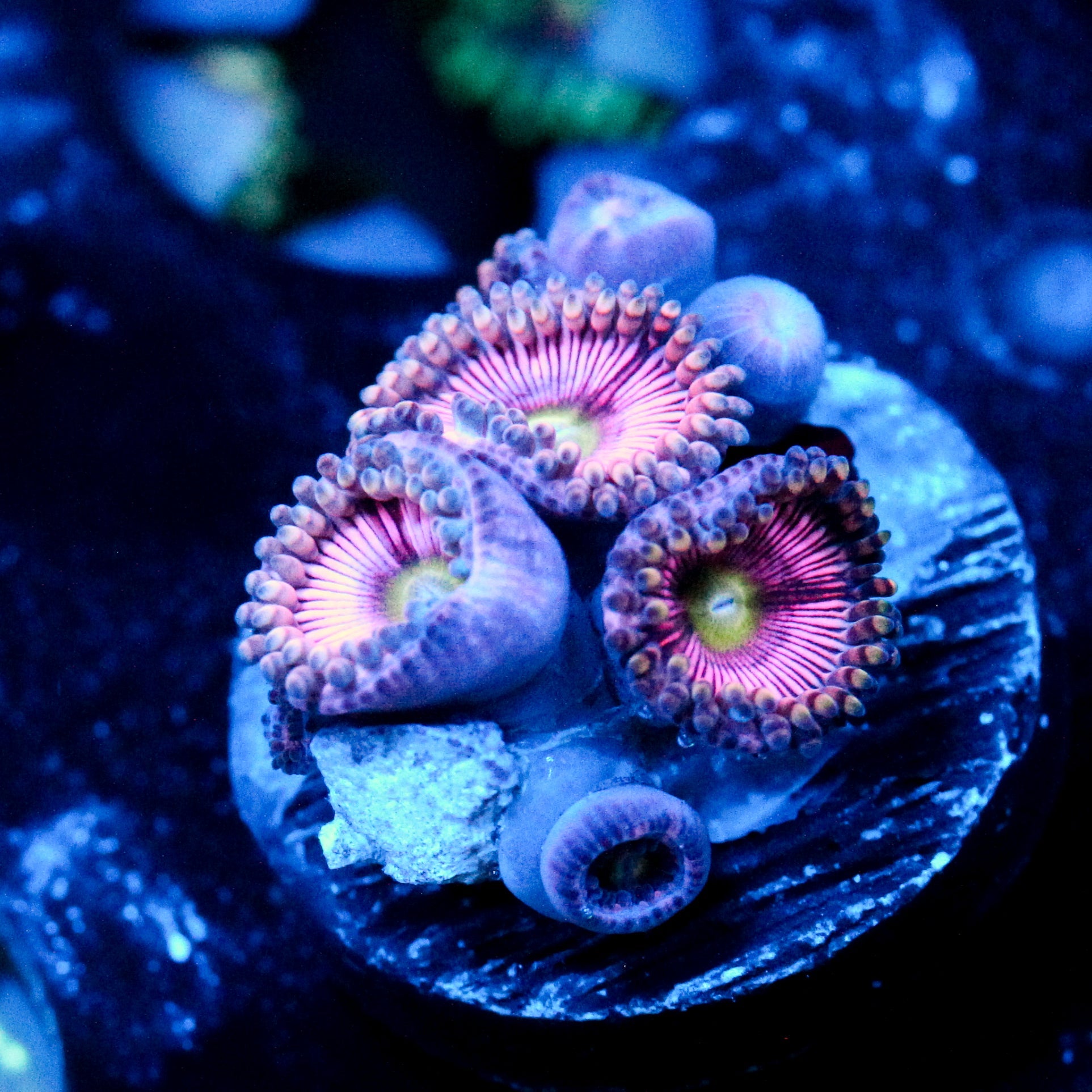 JC Sour Starburst Zoanthid