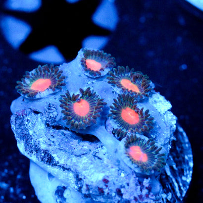 JC Blue Raven Zoanthid