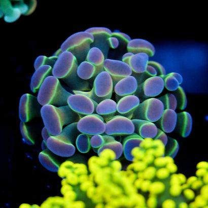 JC Ultra Hologram Hammer