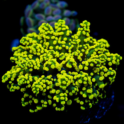 JC Neon Octo
