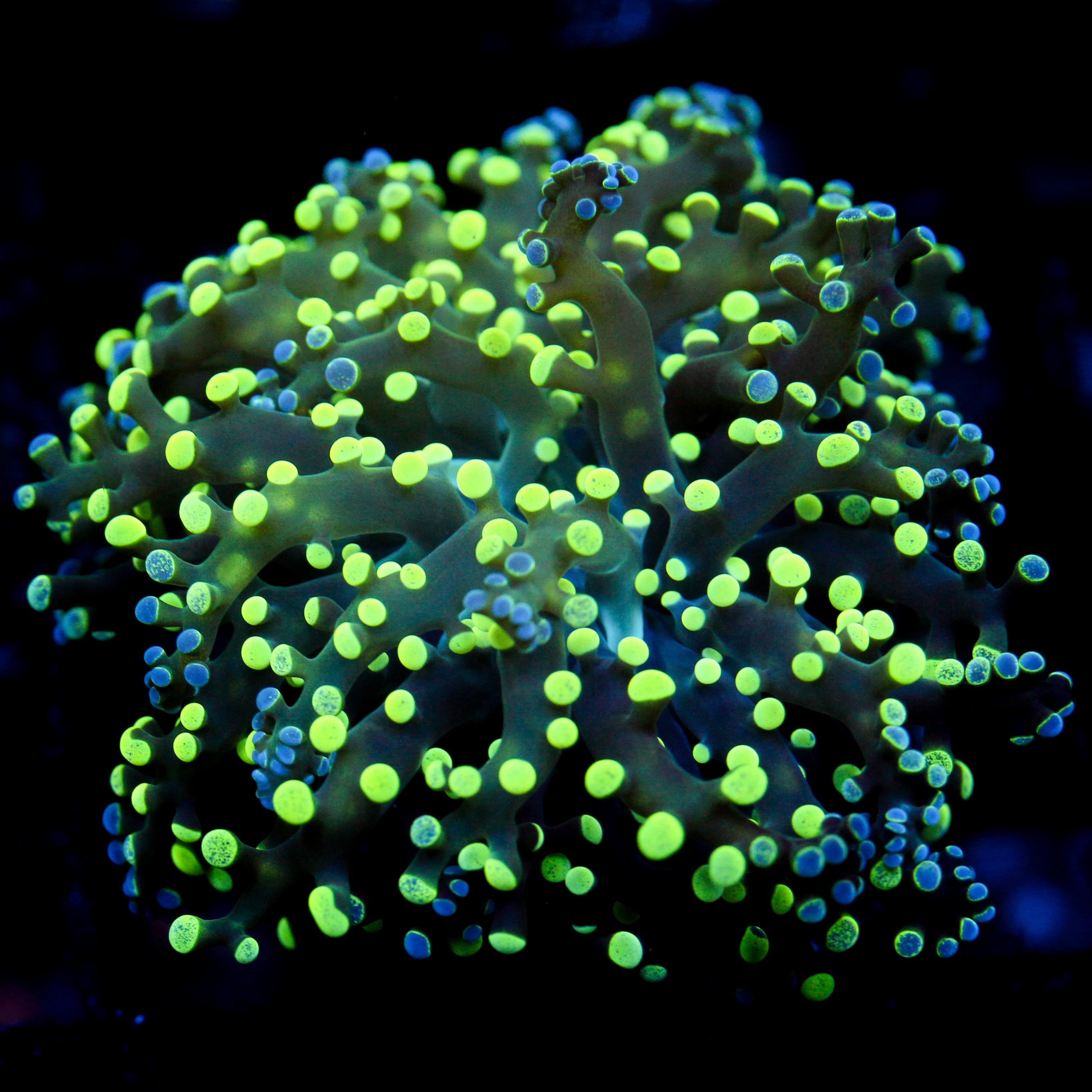 JC Splatter Octo