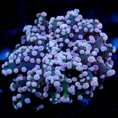 JC Pink Tip Octo