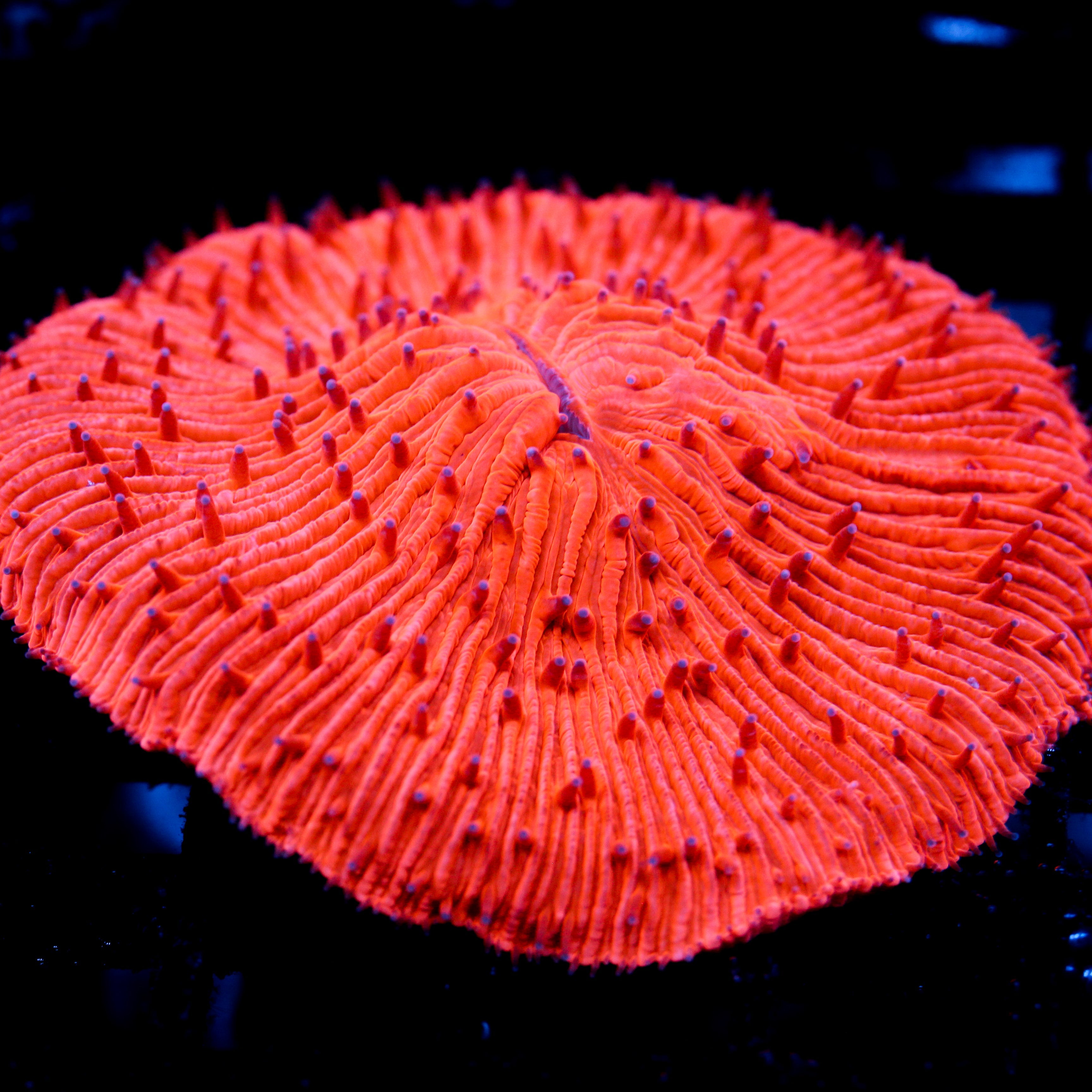 JC Highlighter Plate Coral