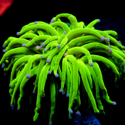 JC Cotton Candy Grail Torch