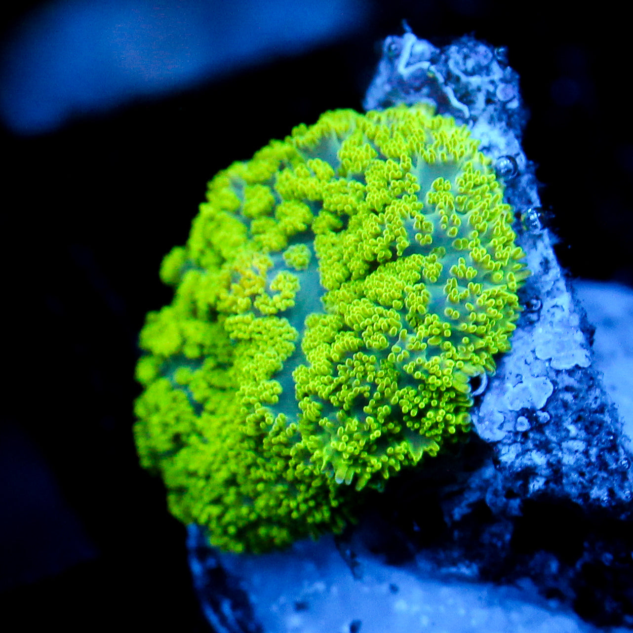 JC Neon Green Rhodactis