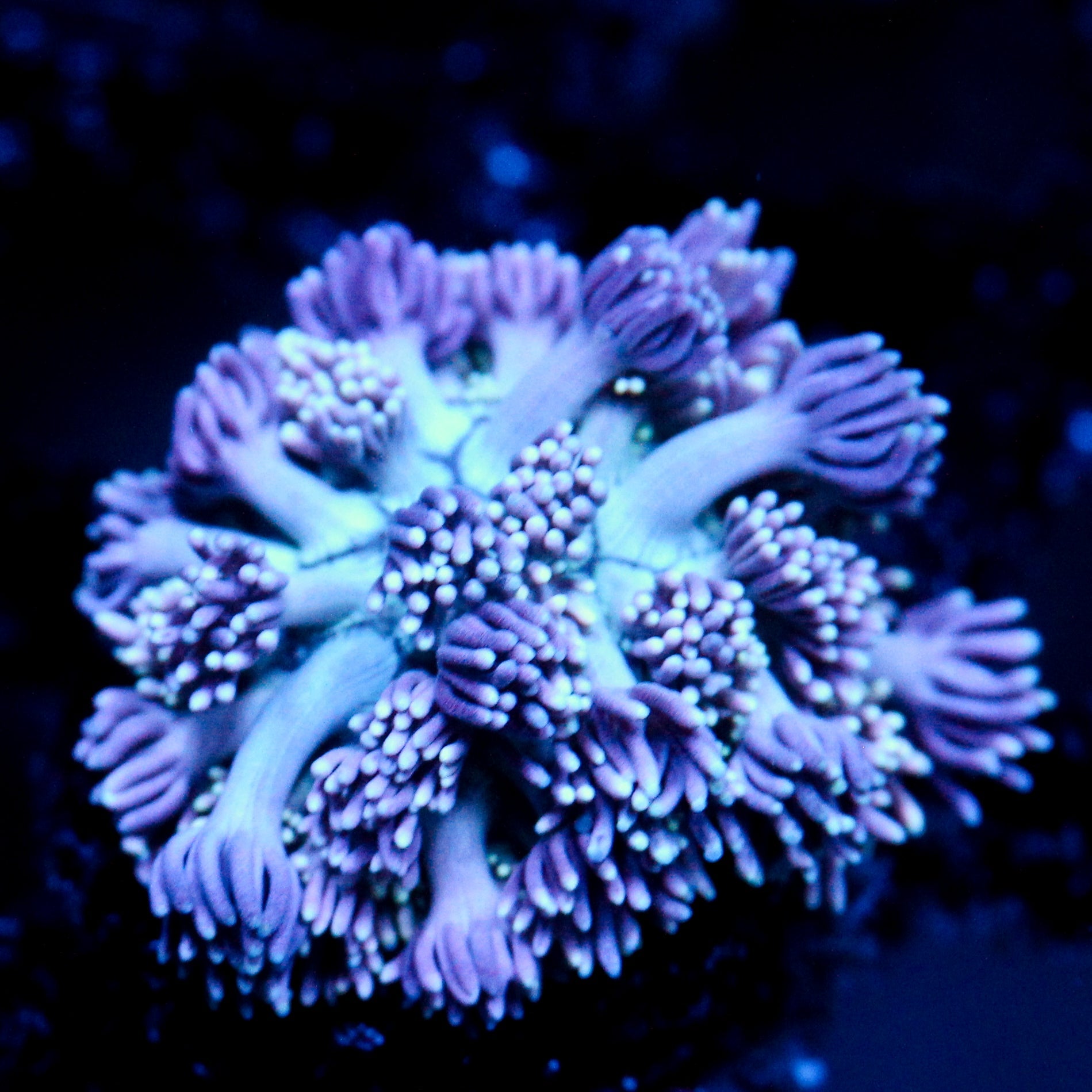JC Purple Graze Goni