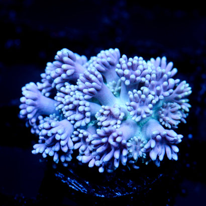JC Purple Graze Goni
