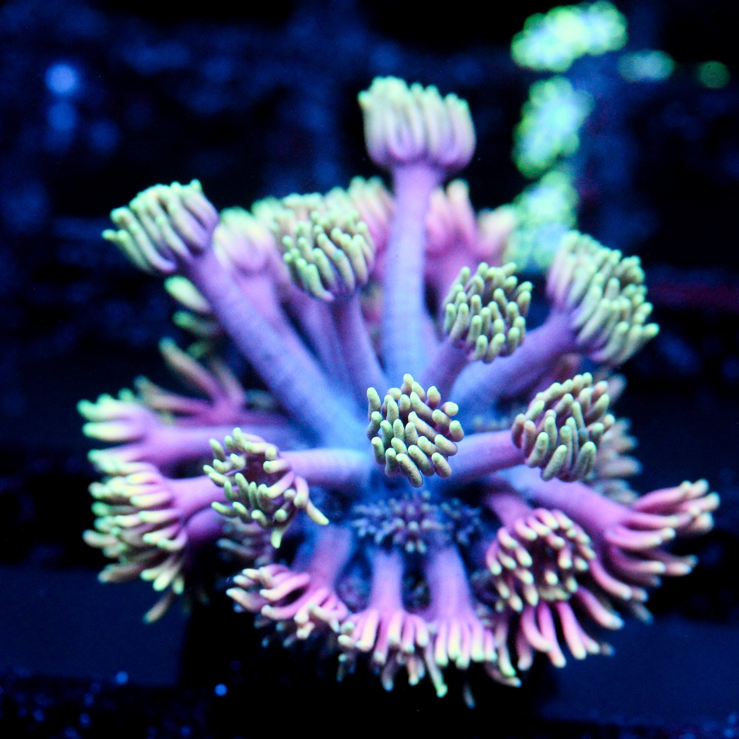 JC Neon Aurora Goni