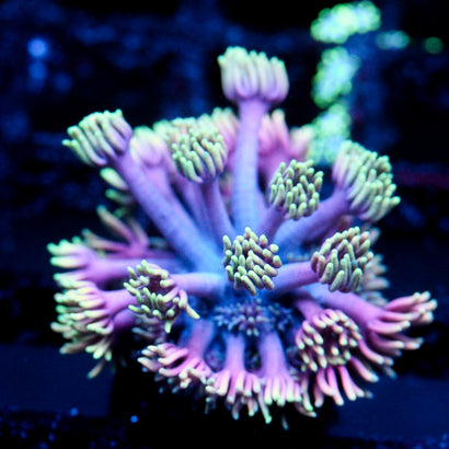 JC Neon Aurora Goni