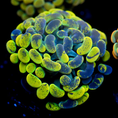 JC Yellow Splatter Hammer