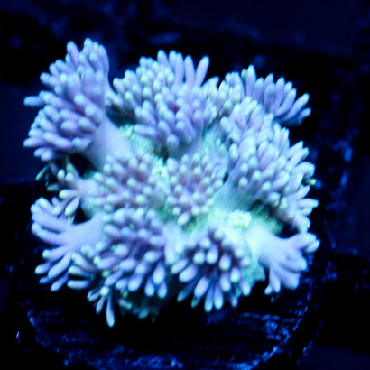 JC Polar Goni