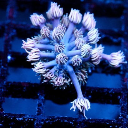 JC Witch's Finger's goni