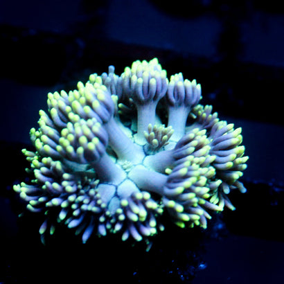 JC Yellow glazed Goni