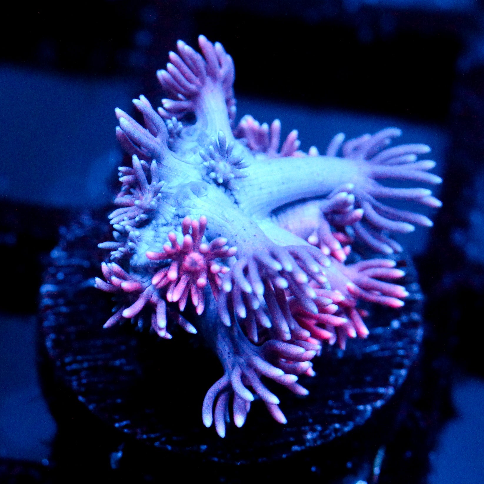 JC Pinurple Punch Goni