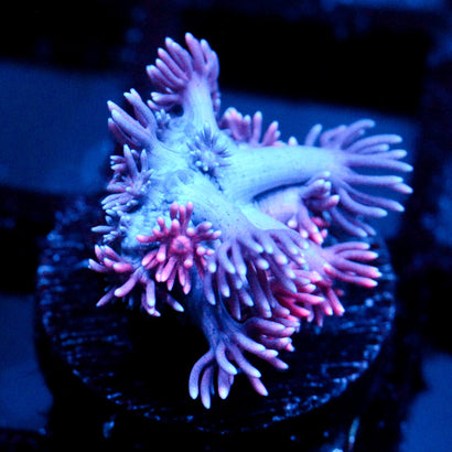 JC Pinurple Punch Goni
