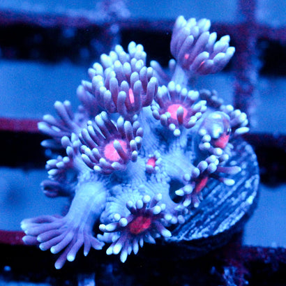 JC Vampiric Hypnosis Goni