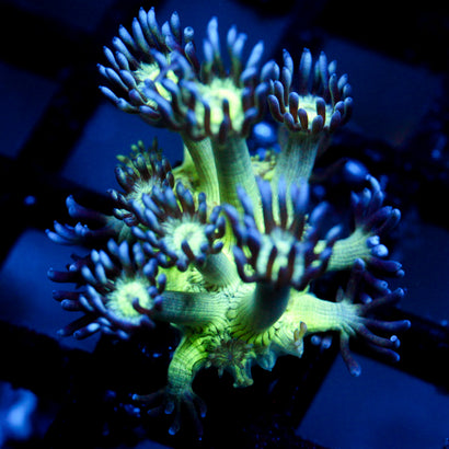 JC Peacock Goni