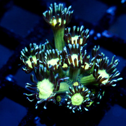 JC Cobalt Greed Goni