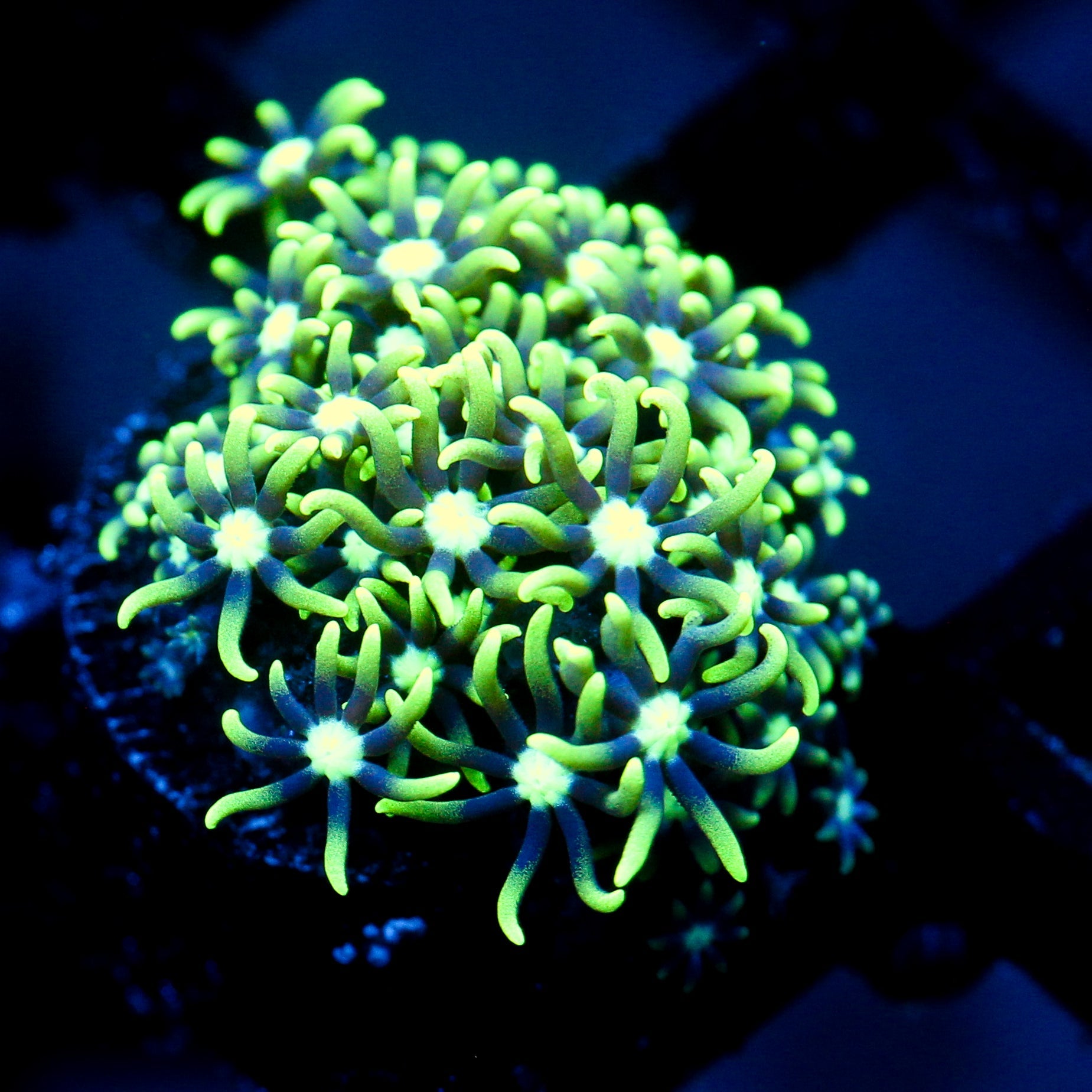 JC Star Polyp