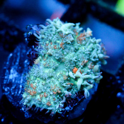 JC Bouncy Flames Rhodactis