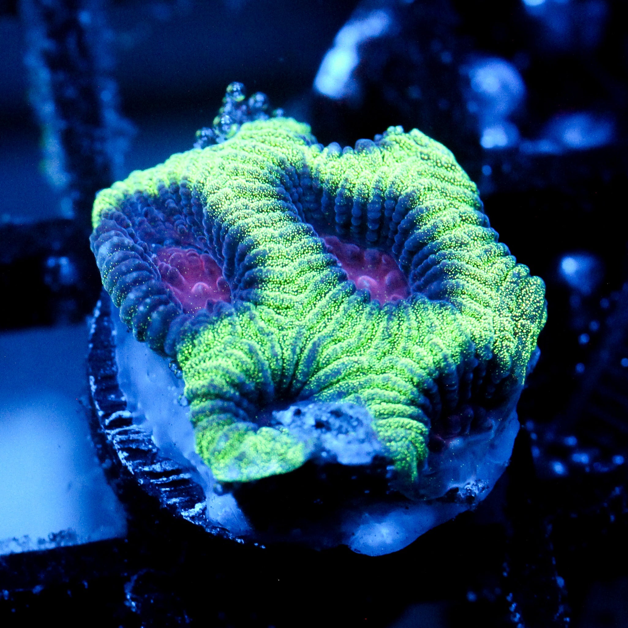 JC Demon Core Favia