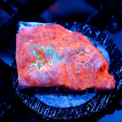 JC Citrus Dream chalice