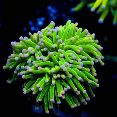 JC Cotton Candy Torch