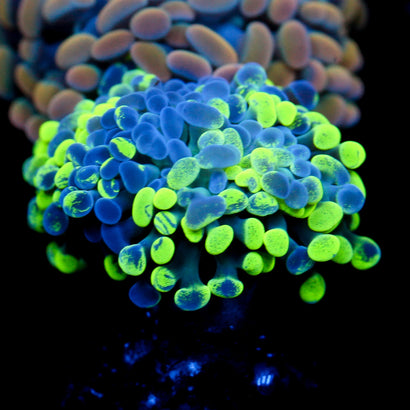 JC Ultra Splatter Hammer