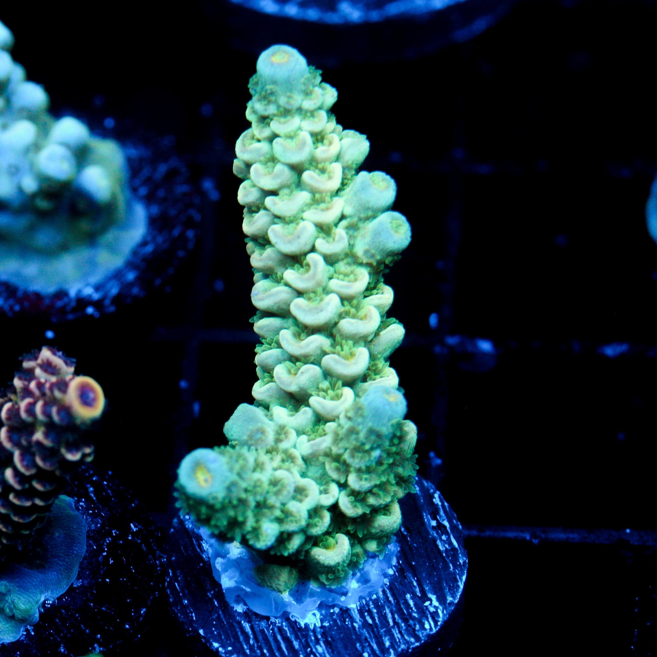 JC Lush Biome