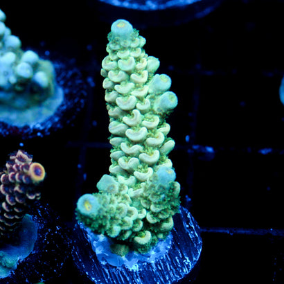 JC Lush Biome