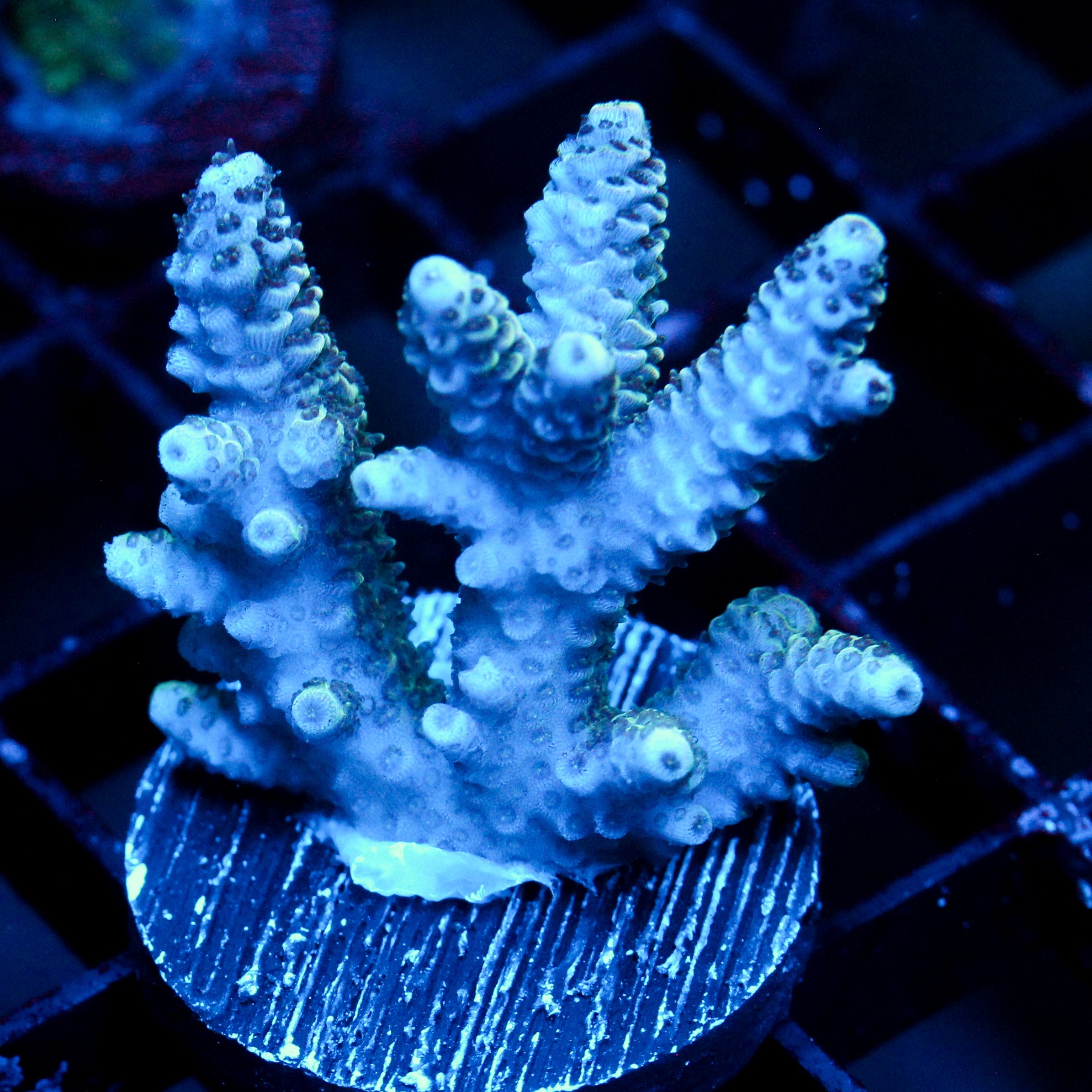 JC Electric Hue