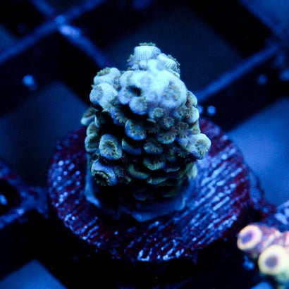 JC Pillar