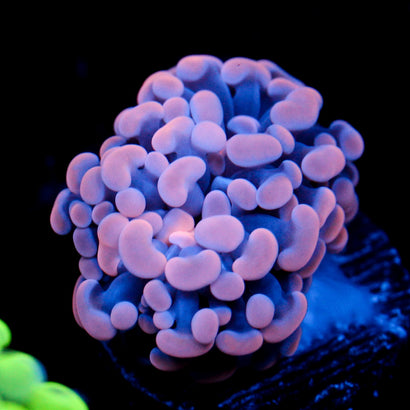 JC Orange Splatter Hammer