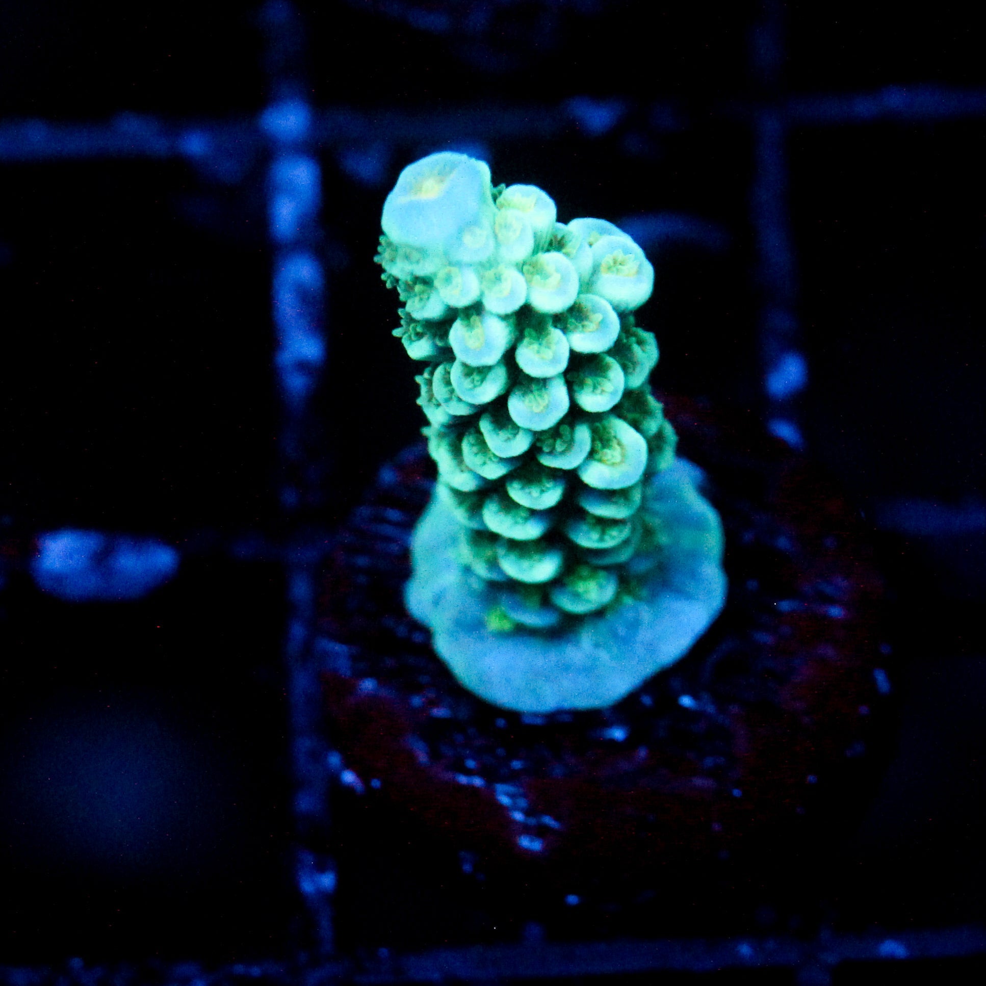 JC Ocean Pillar