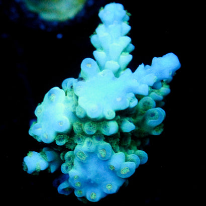 JC Ice caps