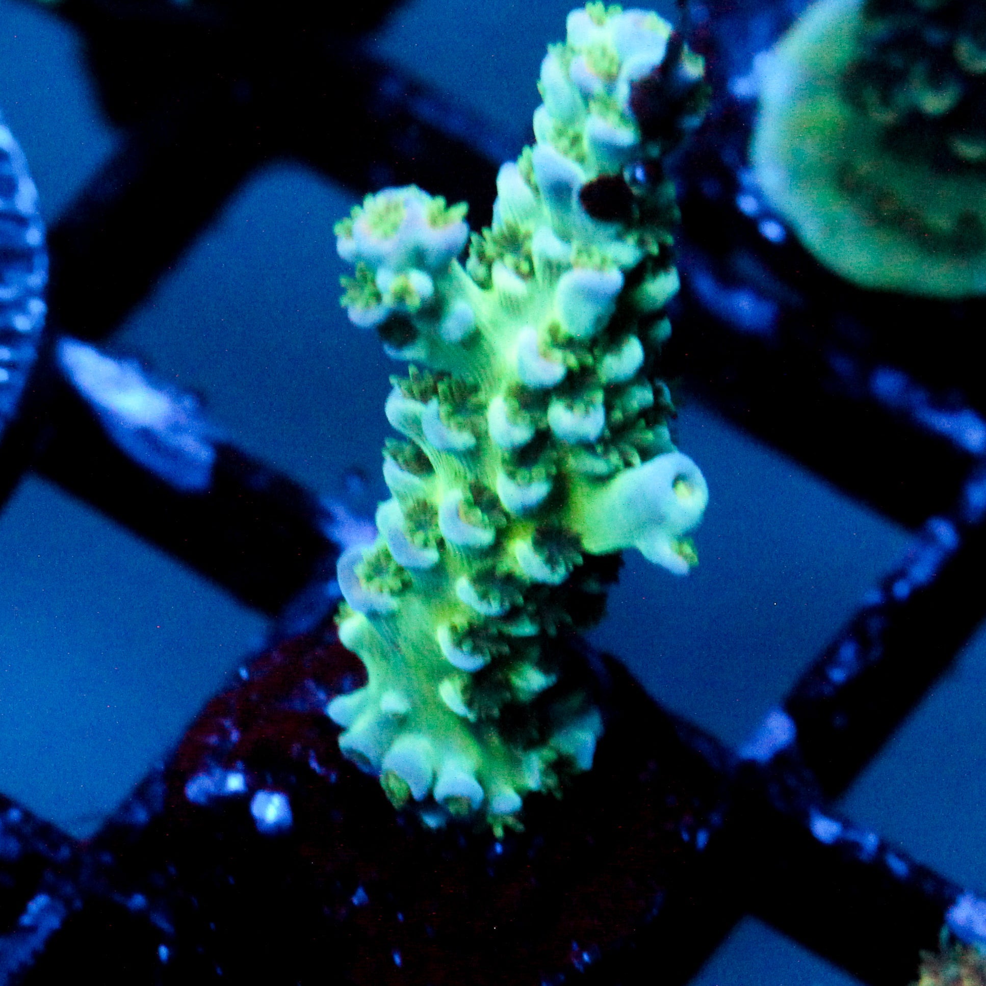 JC Lime Fusion