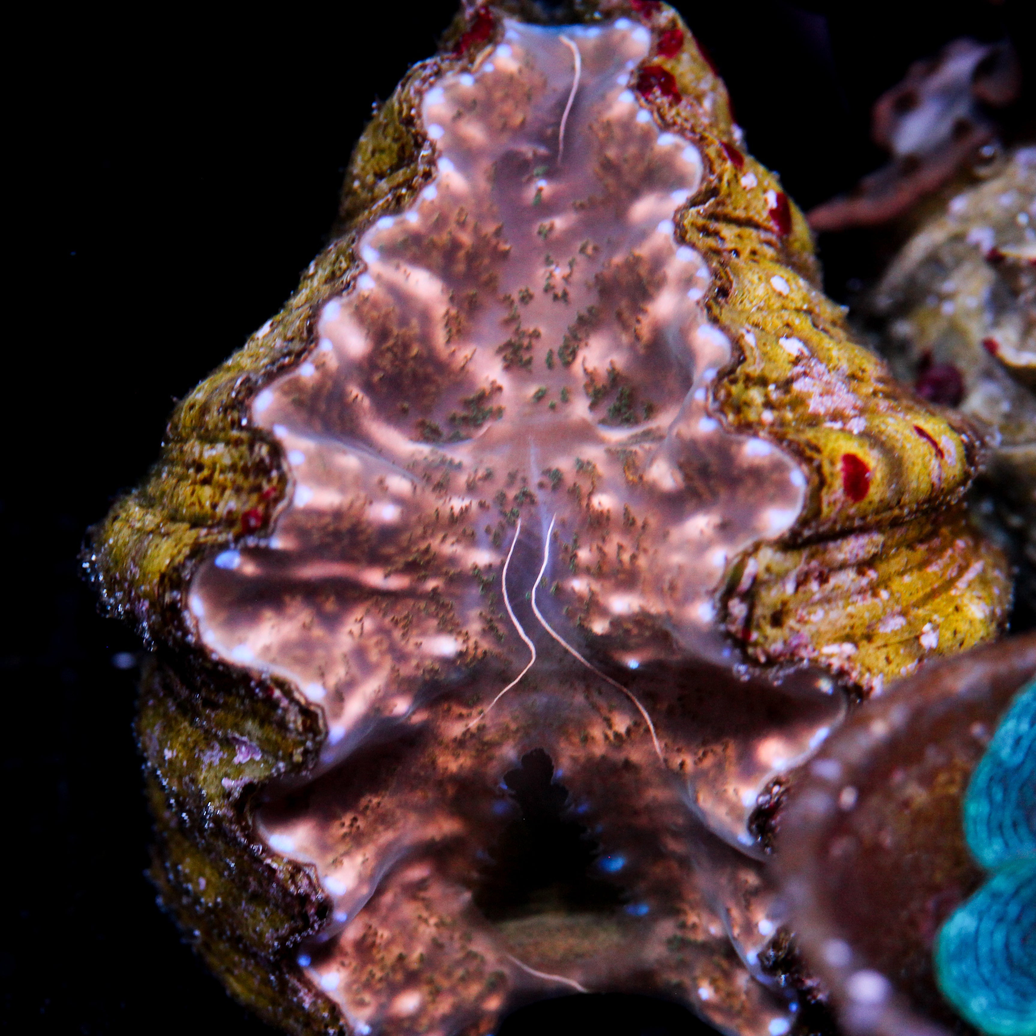JC Hippopus Clam