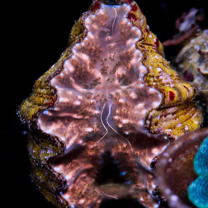 JC Hippopus Clam