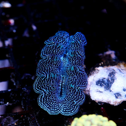 JC A Grade Ripple Crocea