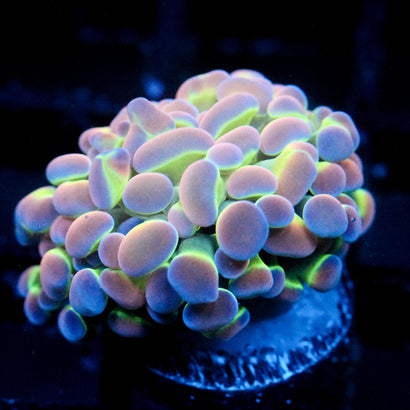 JC Ultra Hologram Hammer