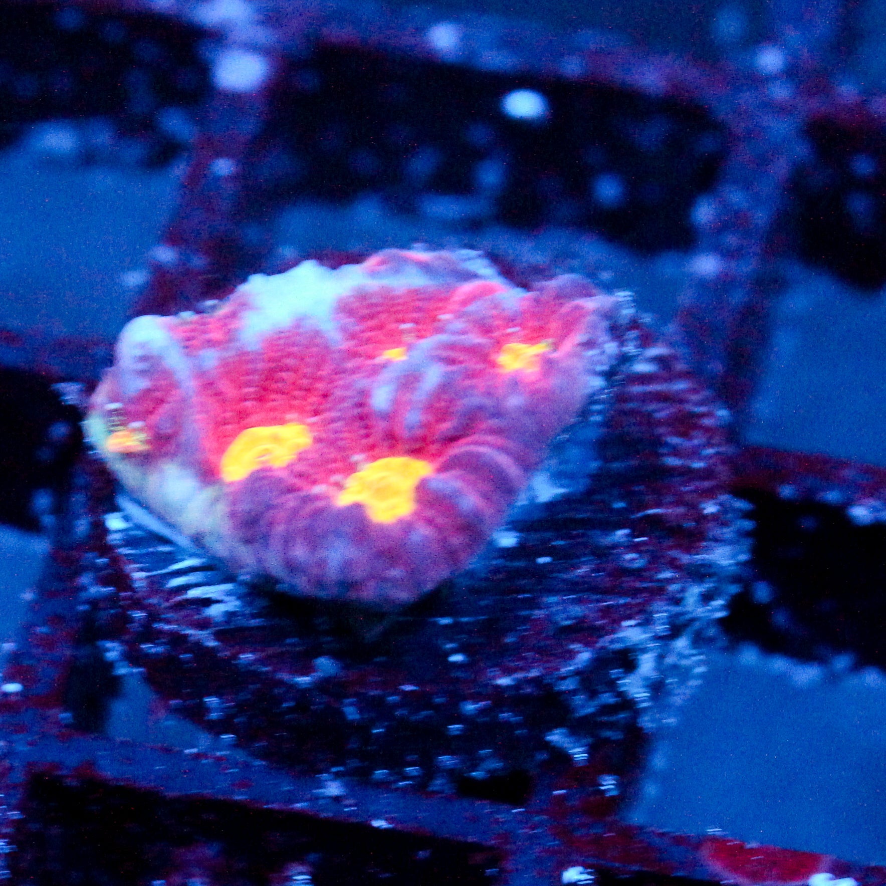 JC Red Slime Favia