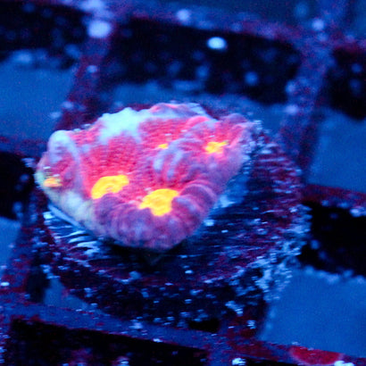 JC Red Slime Favia
